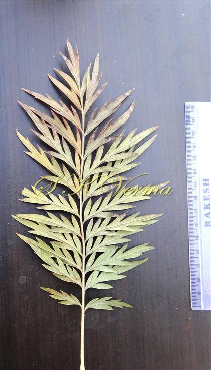  Leaf
